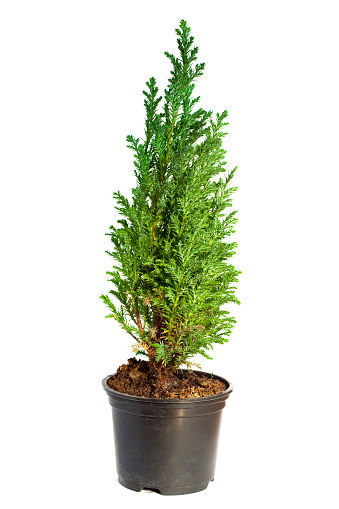 Cypress Tree Isolated Tree White Background Pictures, Images and ...