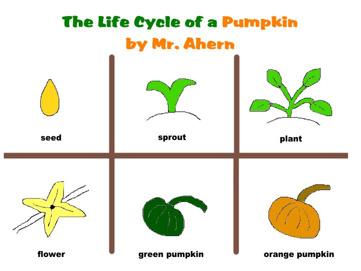 Pumpkin Life Cycle Clipart