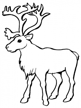 Caribou Drawings - ClipArt Best