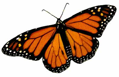 Butterfly Illustrations - ClipArt Best