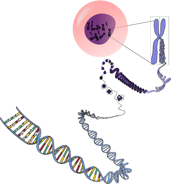 GENETICS, CHROMOSOMES, RNA, DNA, BIOLOGY, MUTATIONS - Public ...