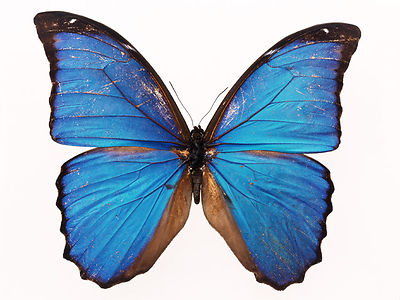 Blue Butterfly Images Free - ClipArt Best