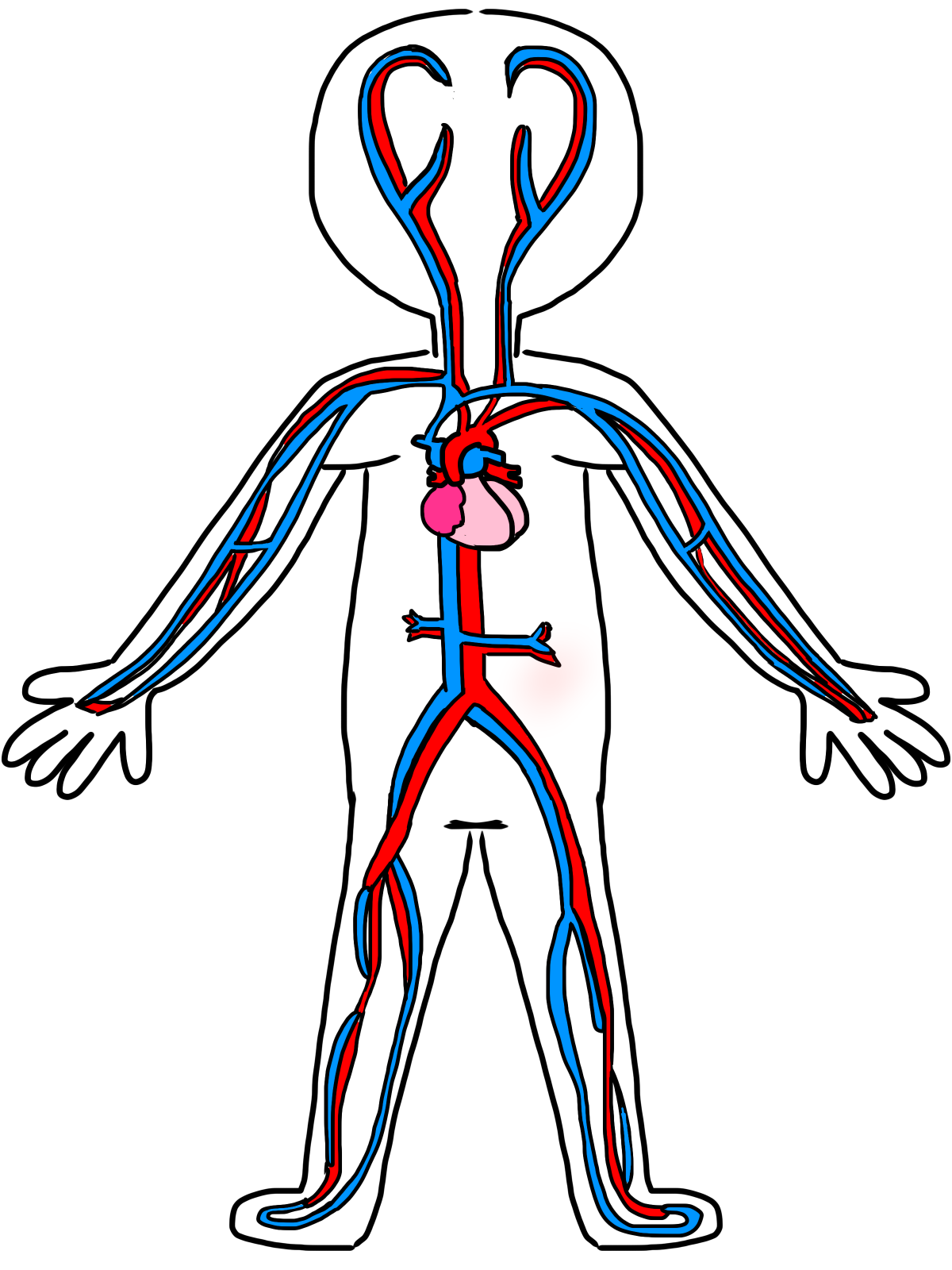 Circulatory system clipart