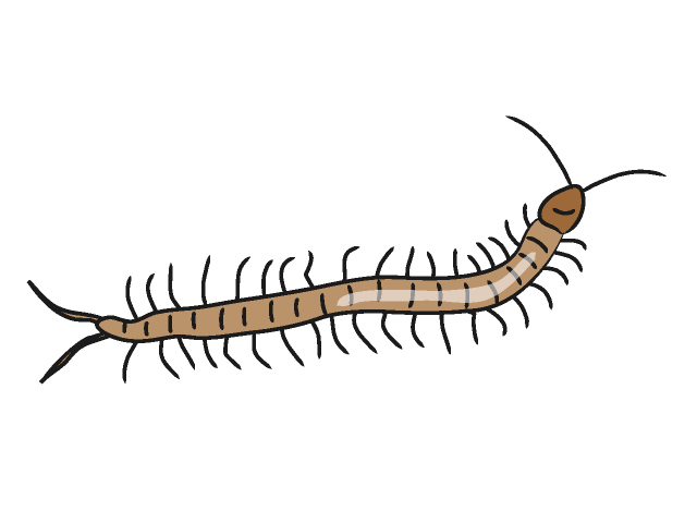 05-Centipede Clip Art Animal | Free Download