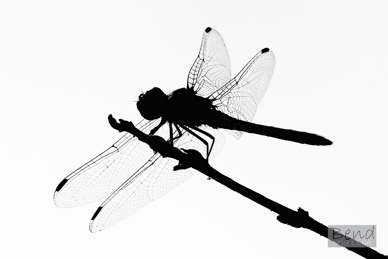 Dragonfly Silhouette - ClipArt Best