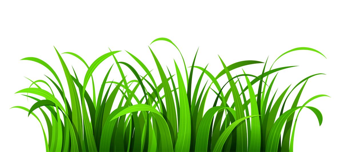 Grass clipart transparent vector