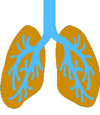 Lesson 11 - The Respiratory System