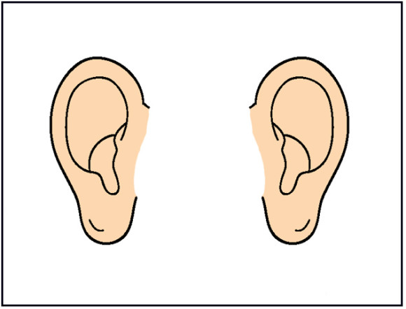 Animal ear clipart