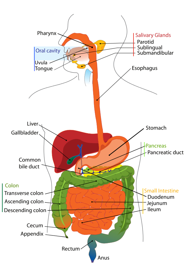 Bacteria that Help Digestion | ASU - Ask A Biologist