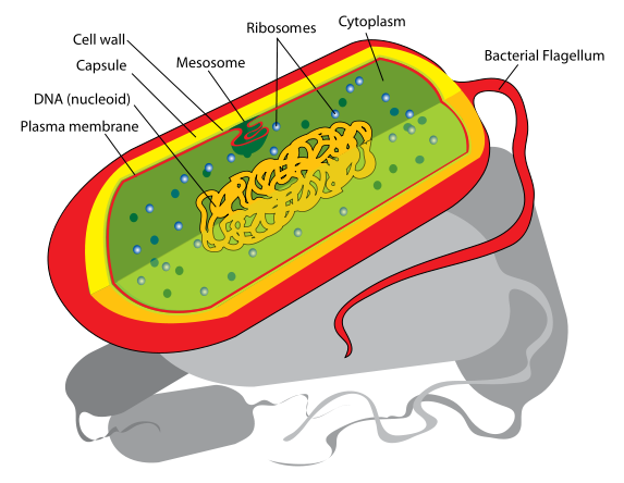 Cells – Prokaryotes and Eukaryotes | awbionotes