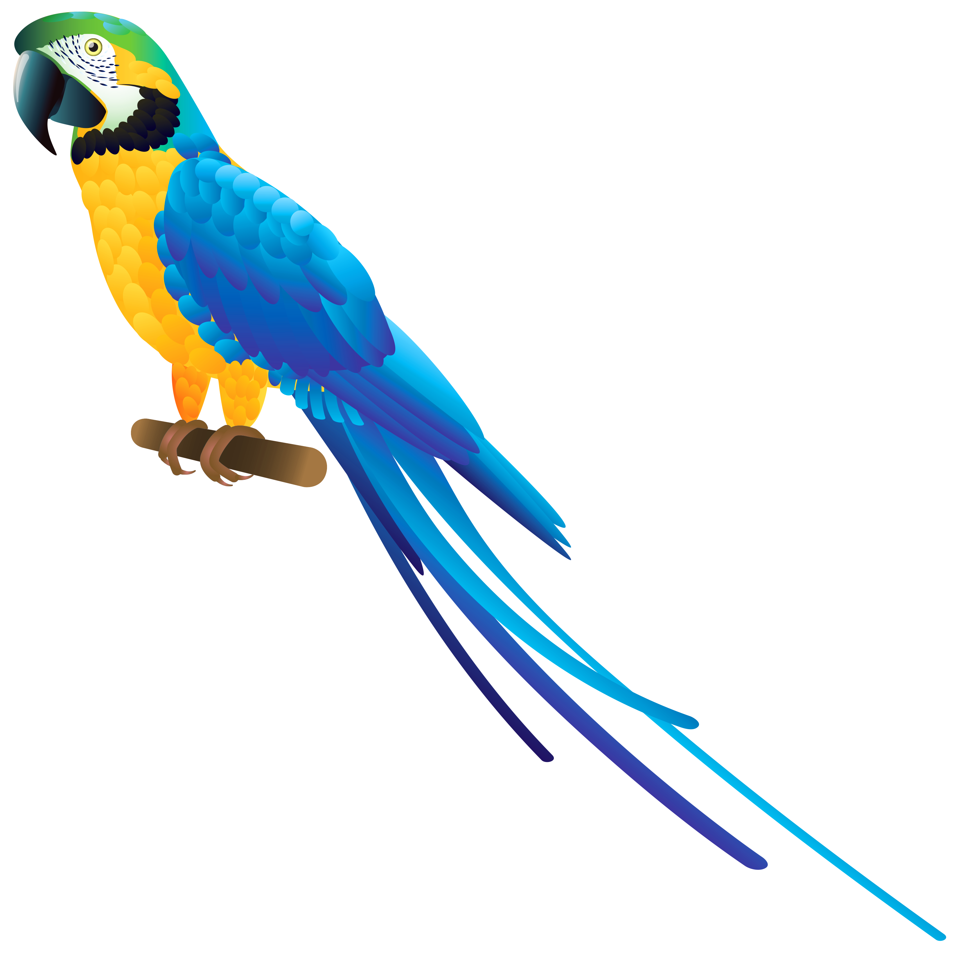 Parrot transparent background clipart