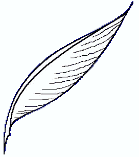 Quill picture clipart