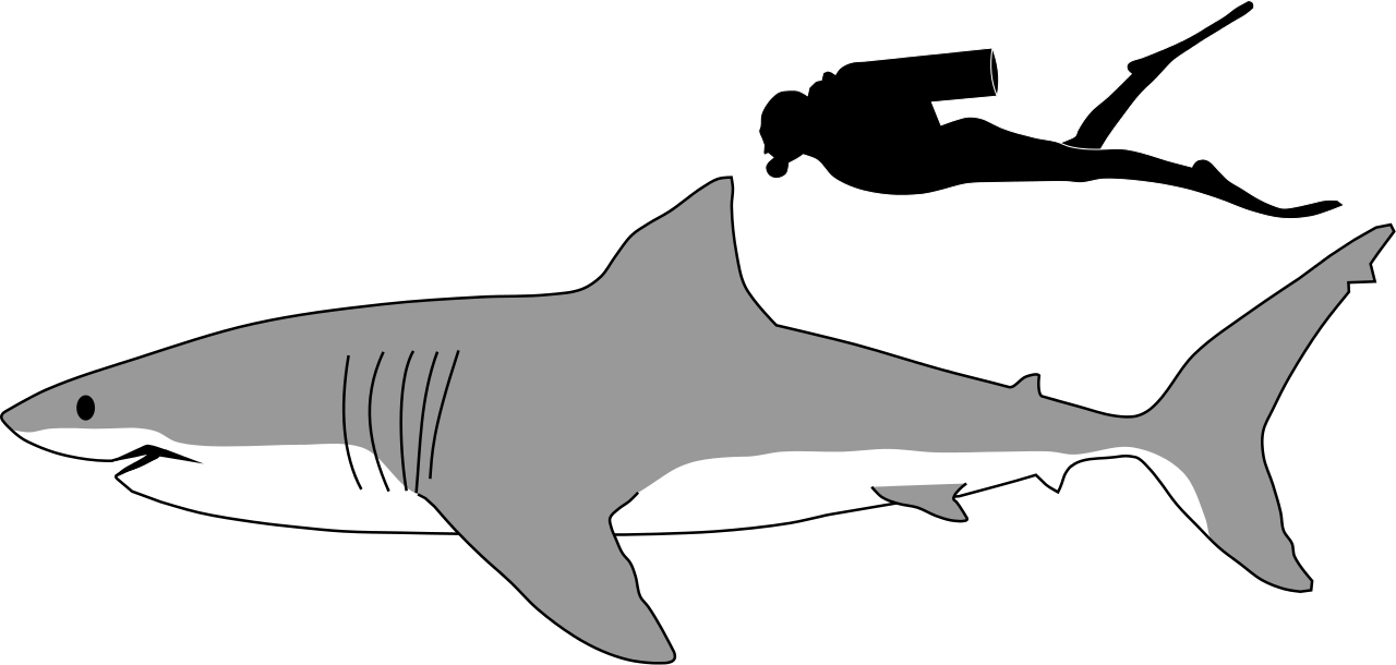 Great White Shark Clipart