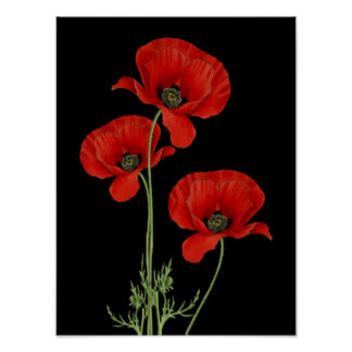 Poppy Flower Gifts on Zazzle