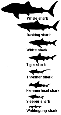 Shark Info - Clipart Best