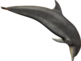 Dolphin PNG image