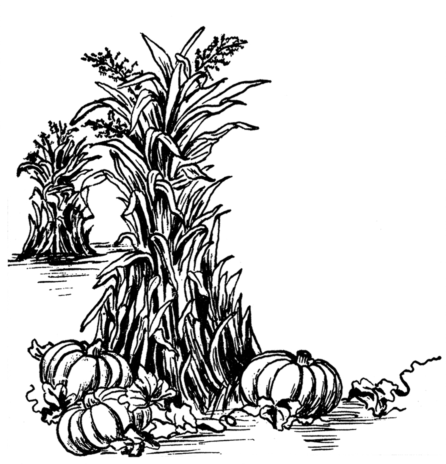Fall Harvest Clip Art! - The Graphics Fairy