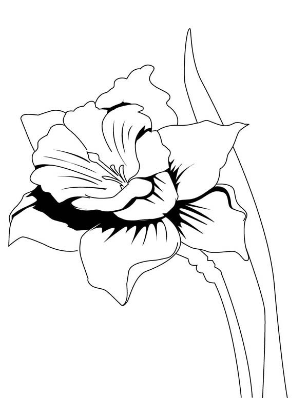 Realistic Drawing of Daffodil Coloring Page: Realistic Drawing of ...