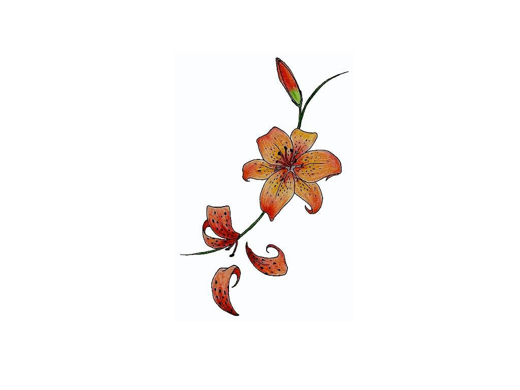Orange Lily Tattoo Graphic - Photos, Pictures and Sketches ...