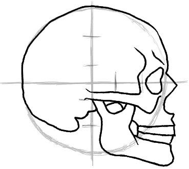 1000+ images about Skull Reference Material