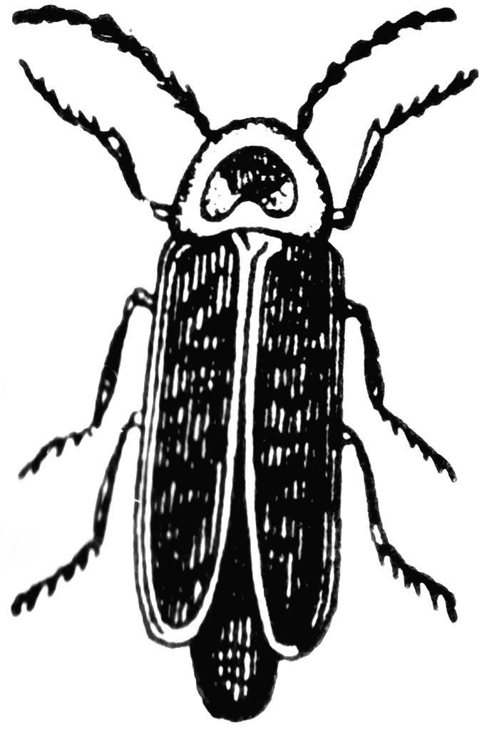 Firefly Clipart