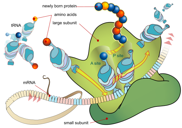 An Introduction to Molecular Biology/Protein synthesis - Wikibooks ...