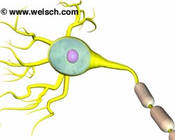 Nerve Cell - ThingLink