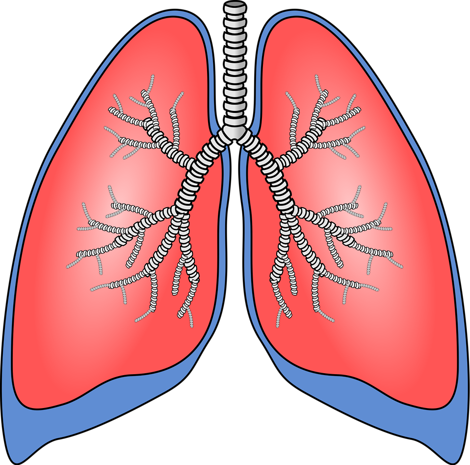 Lungs cliparts