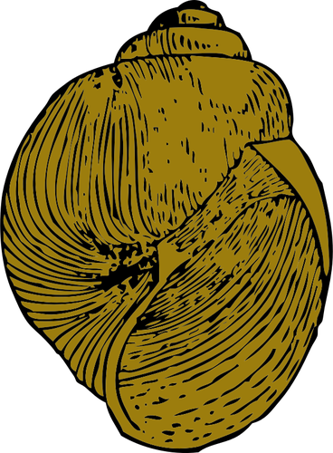 Vector image of snail shell | Public domain vectors