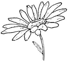 Daffodil Drawing Outline Steps - ClipArt Best