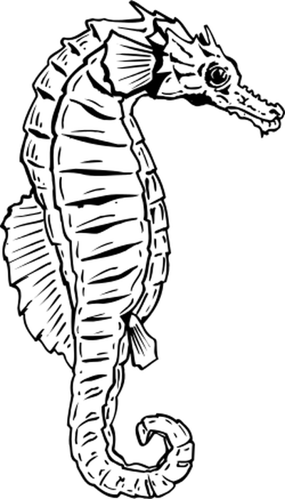 Scaled seahorse sketch