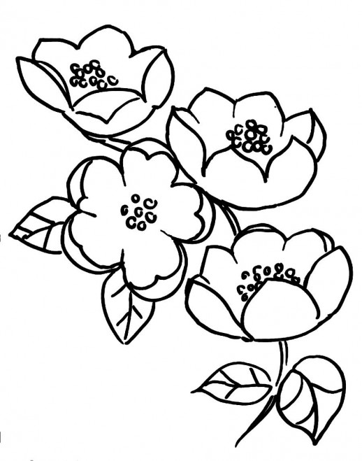 Flowers And Branches Blossoms Of Apple Tree Coloring Pages - Fruit ...
