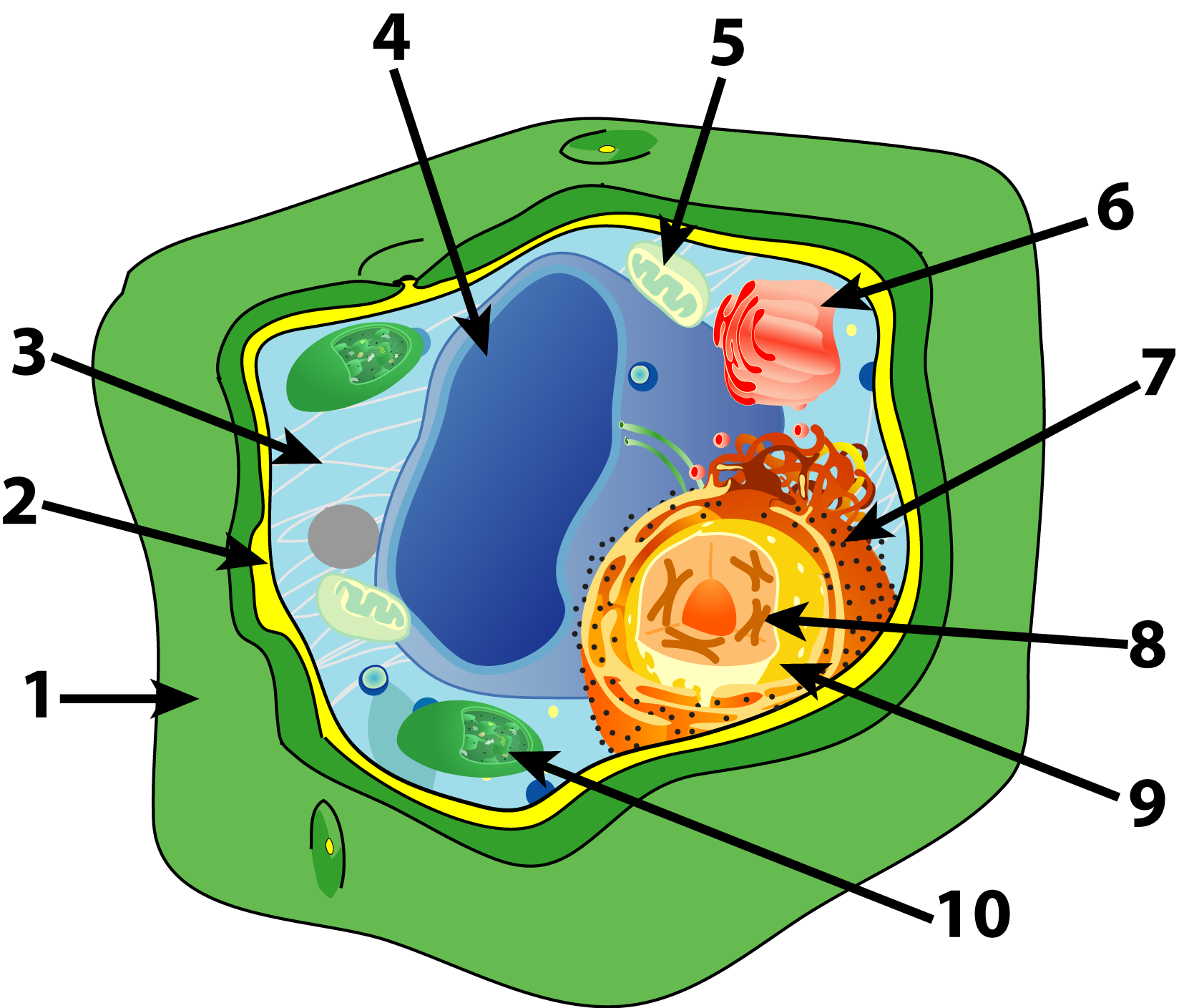 Plant Cell Diagram With Labels Image Of A Plant Cell Diagram With