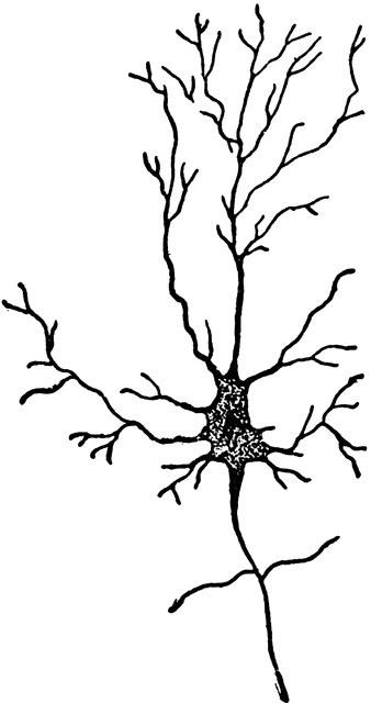 Neuron | ClipArt ETC