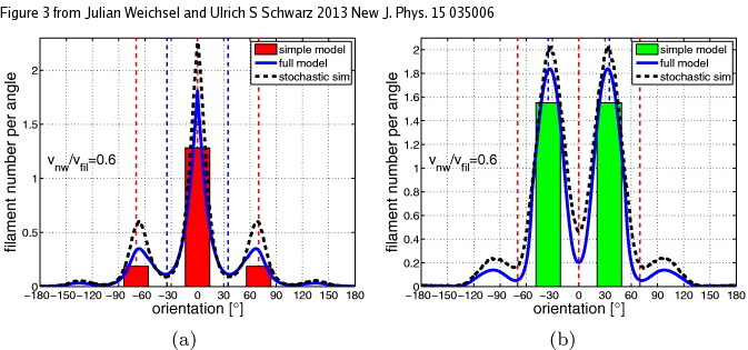 Mesoscopic model for filament orientation in growing actin ...