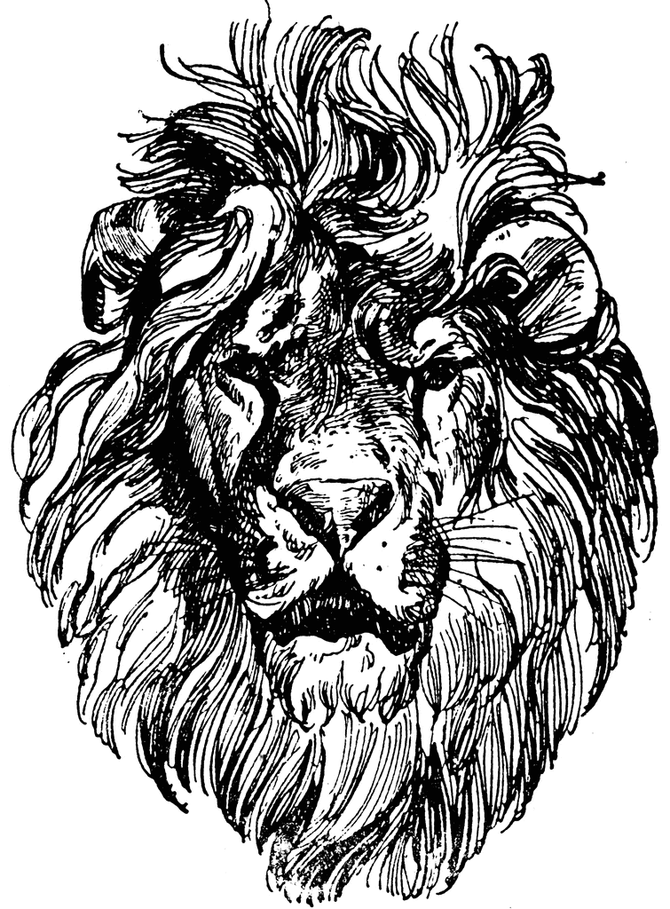 Line Art Lionhead - ClipArt Best