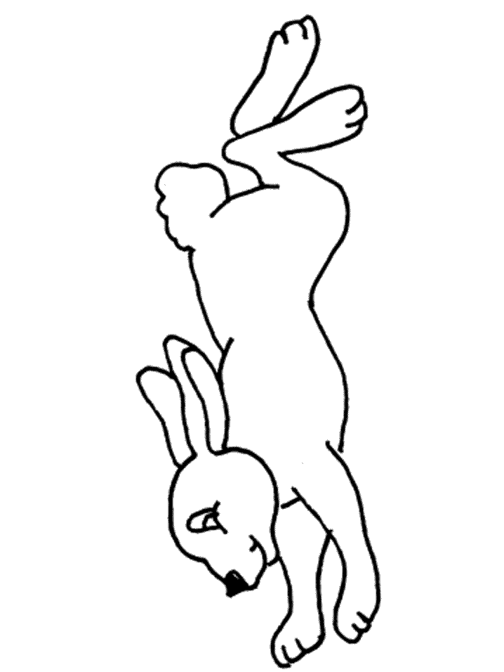rabbit2_1_.png