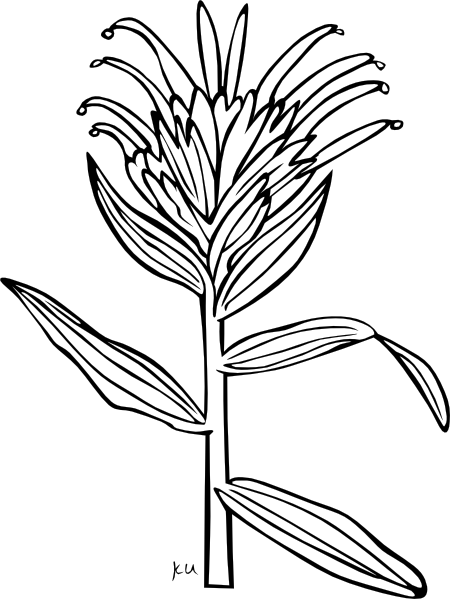 Ku Castilleja Miniata Outline clip art Free Vector