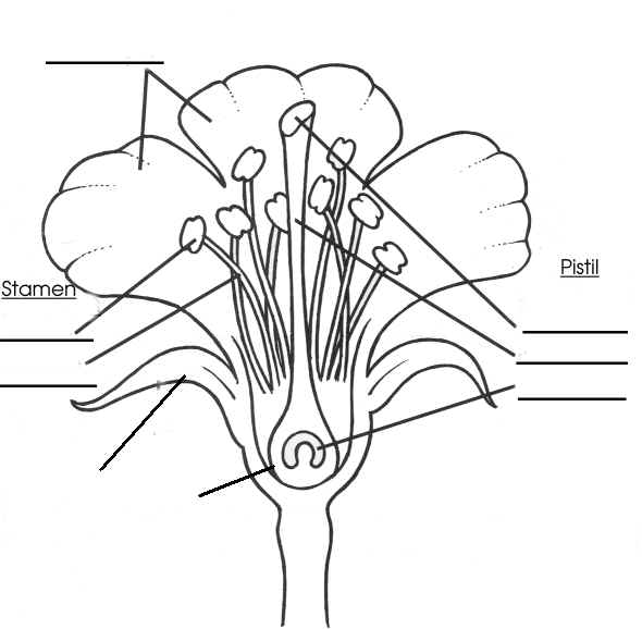 Presentation "T. Trimpe 2010. Flower Basics 1. Label the parts of ...