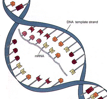 Print DNA Note Cards flashcards | Easy Notecards