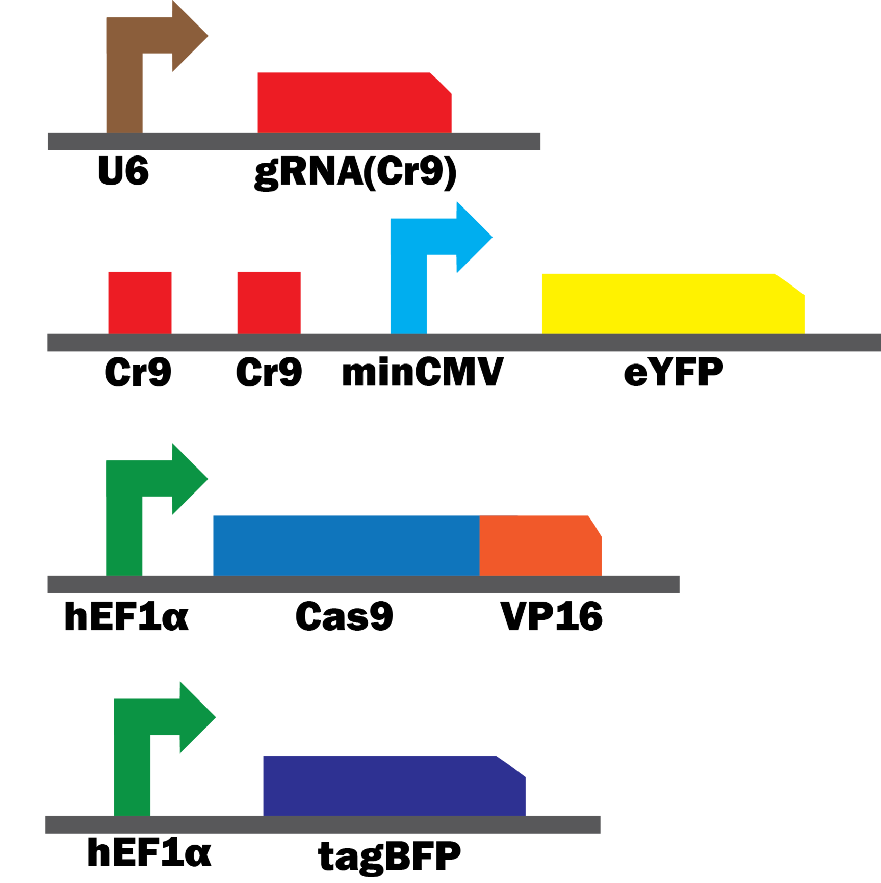 Diagram Of The Microscope Clipart - Free to use Clip Art Resource