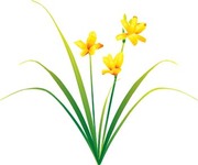 Narcis Flower 10 Vector - Download 1,000 Vectors (Page 1)