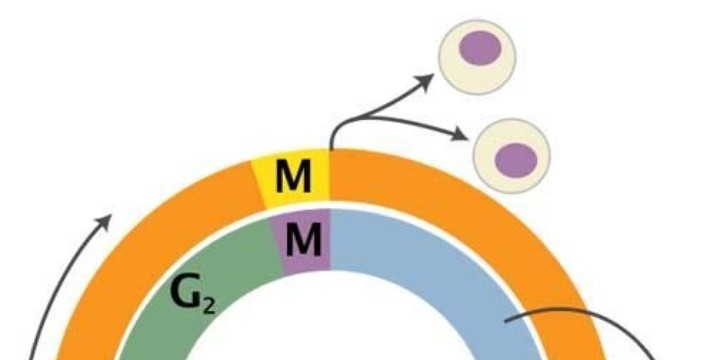 Cell Division: Binary Fission, Mitosis & Meiosis | Suite101