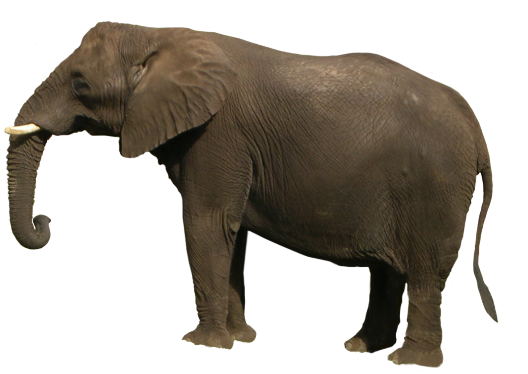 Elephant PNG Transparent Images | PNG All