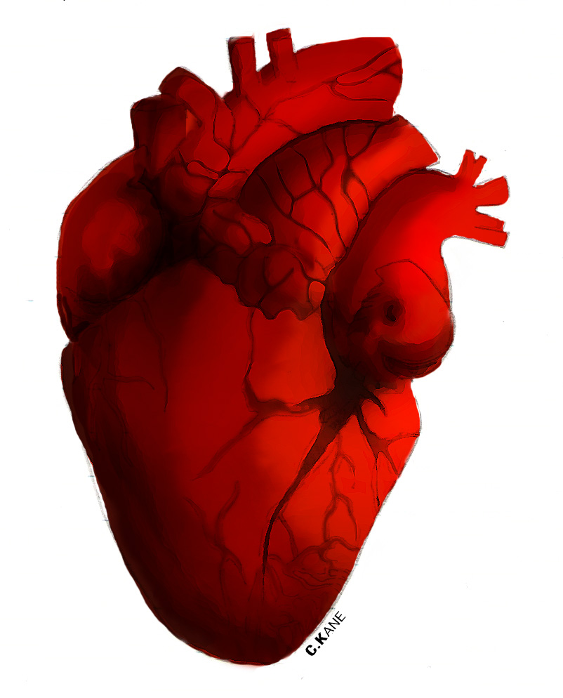 Real Heart Clipart - Tumundografico