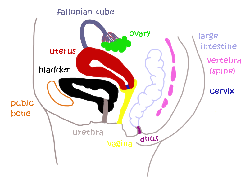 Picture Of Male Reproductive System - ClipArt Best