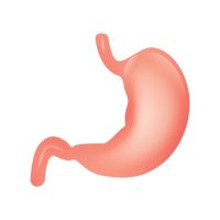 Stomach Vector Image - 1815072 | StockUnlimited