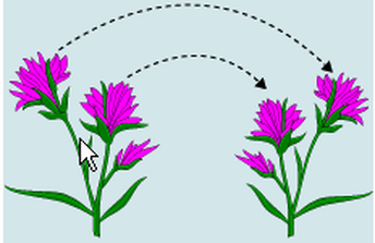 4. Reproduction in Angiosperms - BIOLOGY4ISC