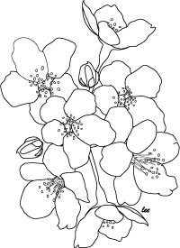 Cherry Blossom Flowers Adult Coloring Page