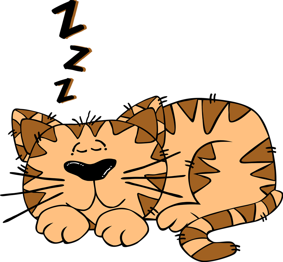 Clipart no transparent cat